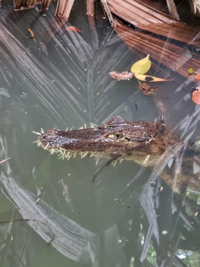 Tortuguero Villas エクステリア 写真