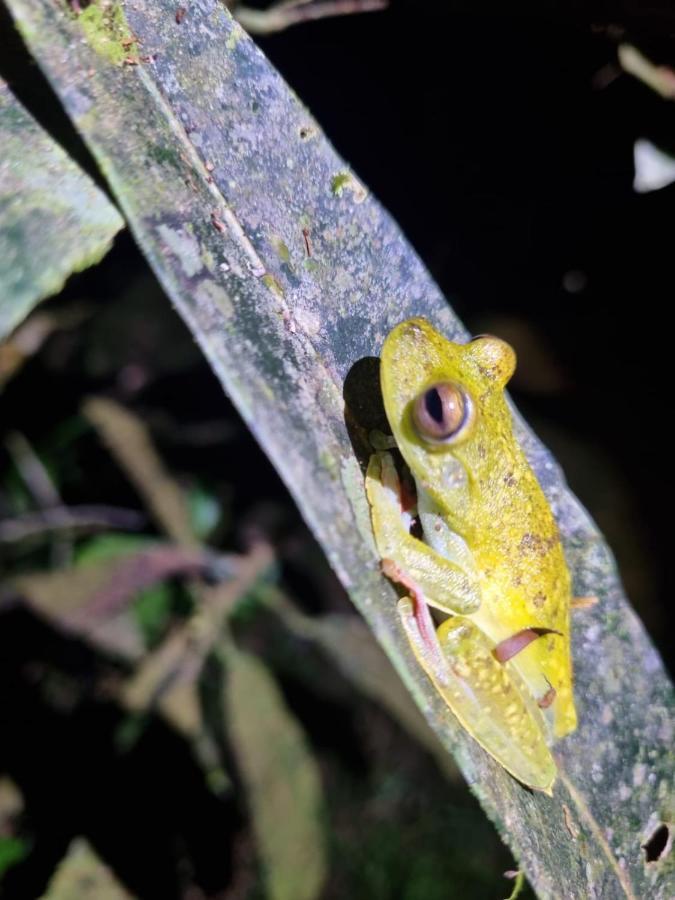 Tortuguero Villas エクステリア 写真