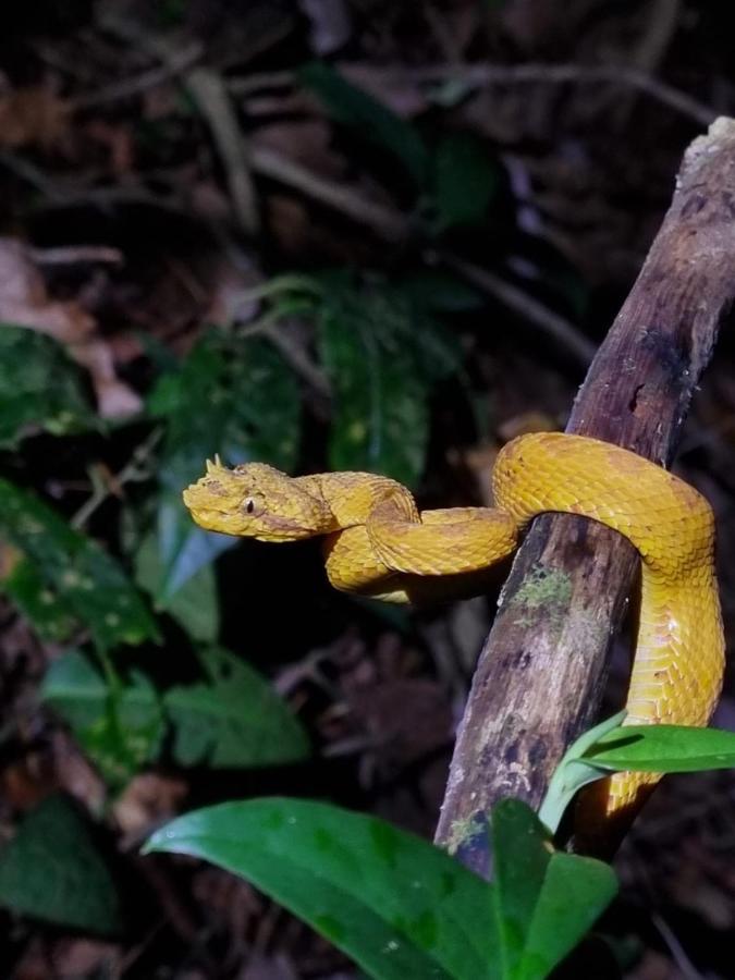 Tortuguero Villas エクステリア 写真