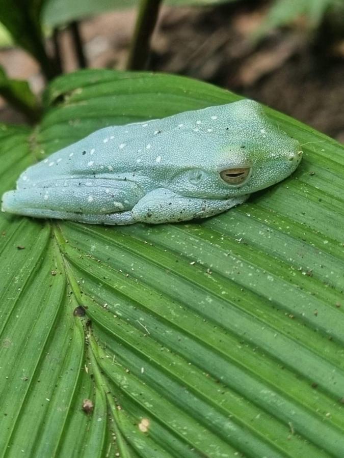 Tortuguero Villas エクステリア 写真