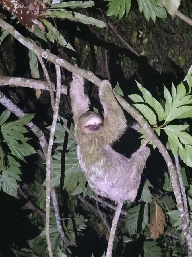 Tortuguero Villas エクステリア 写真
