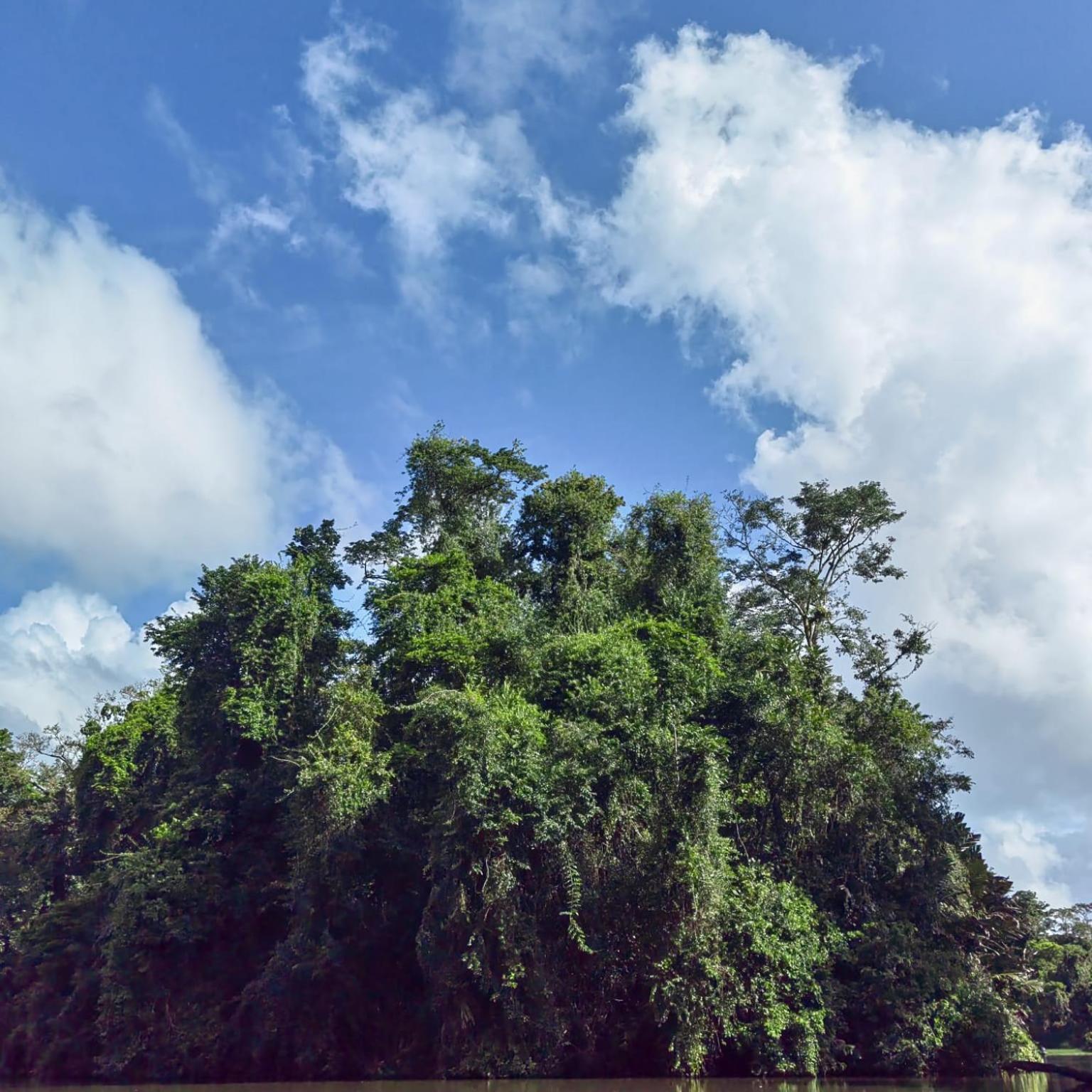 Tortuguero Villas エクステリア 写真
