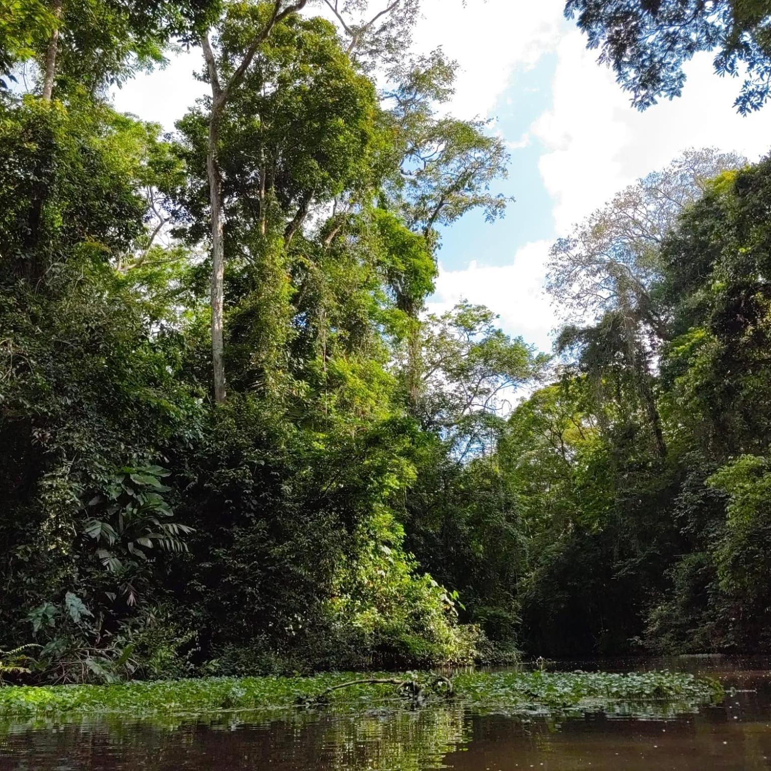 Tortuguero Villas エクステリア 写真